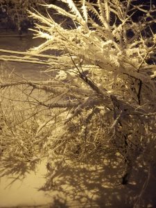 Засыпанные снегом деревья 31.01.2018